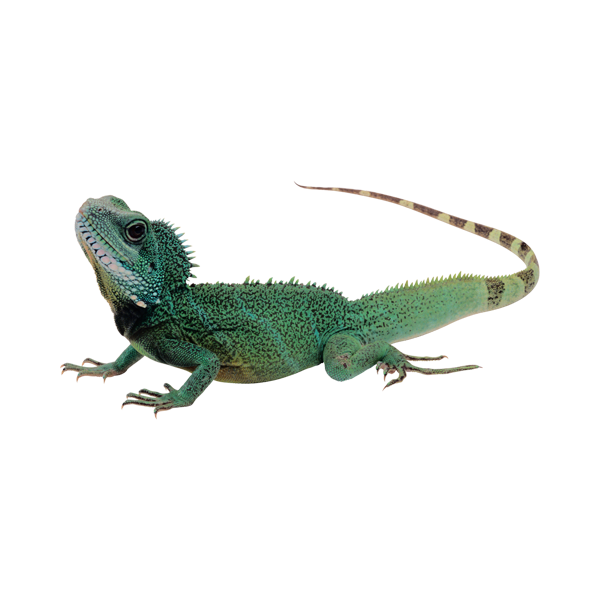 Teraristika