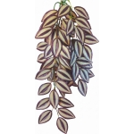 TRADESCANTIA ZEBRINA 50cm - terárijná ra