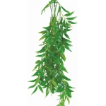 FICUS LONGIFOLIA 50cm - terárijná rastli