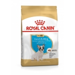 BHN FRENCH BULLDOG PUPPY 3 kg