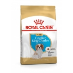BHN CAVALIER KING CHARLES PUPPY 1,5 kg